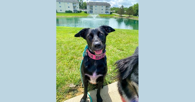 Nala, a Border Collie and American Pit Bull Terrier mix tested with EmbarkVet.com