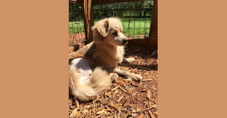 Photo of Dexter, a Pomeranian, Pug, Chihuahua, and Mixed mix in Georgia, USA