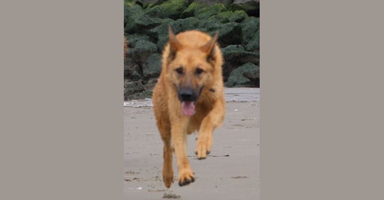 Maxx, a German Shepherd Dog and Siberian Husky mix tested with EmbarkVet.com
