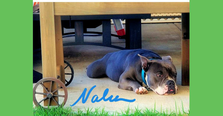 NALU, a Bulldog and Staffordshire Terrier mix tested with EmbarkVet.com