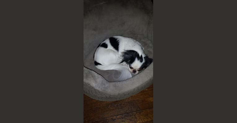 Photo of Cucumber, a Shih Tzu and Japanese Chin mix in Dallas, TX, USA