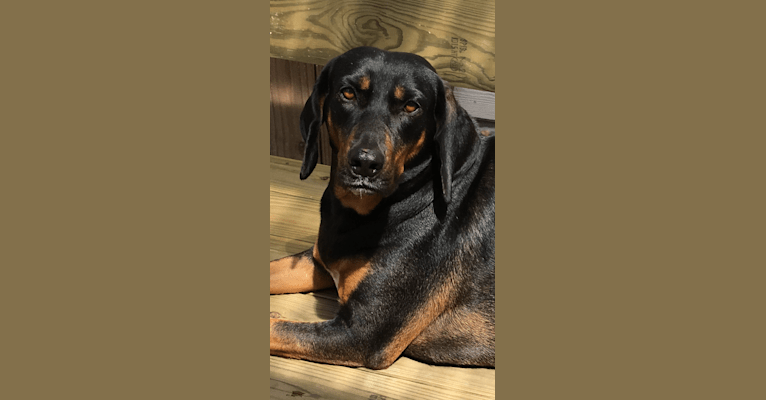 Lady Lexie, a Bloodhound and Treeing Walker Coonhound mix tested with EmbarkVet.com