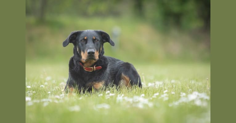 Photo of Picon des Bergers Aventureux, a Beauceron  in Nederland