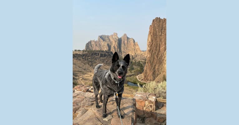 Brontë, an Australian Cattle Dog and Border Collie mix tested with EmbarkVet.com