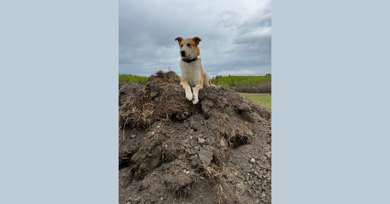 Frank, an Australian Cattle Dog and German Shepherd Dog mix tested with EmbarkVet.com
