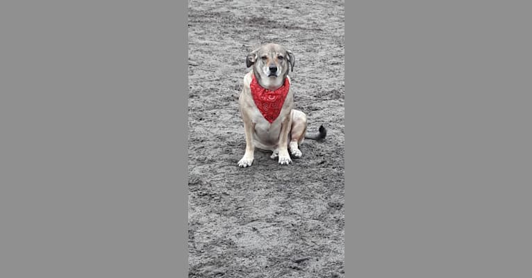 Ebby, an Eastern European Village Dog tested with EmbarkVet.com