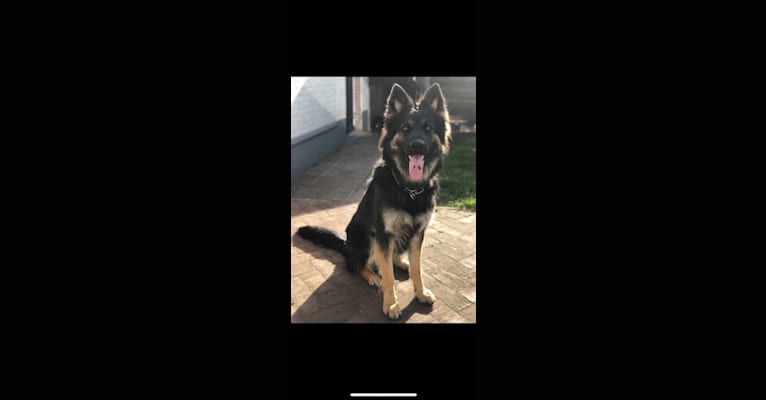 Jordan, a German Shepherd Dog tested with EmbarkVet.com