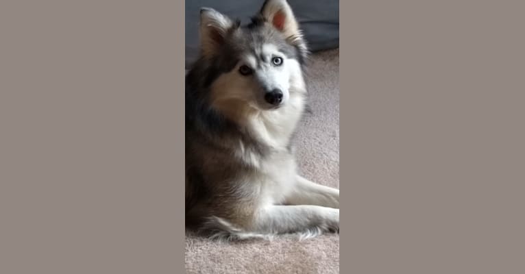 Tessa, an American Eskimo Dog and Siberian Husky mix tested with EmbarkVet.com