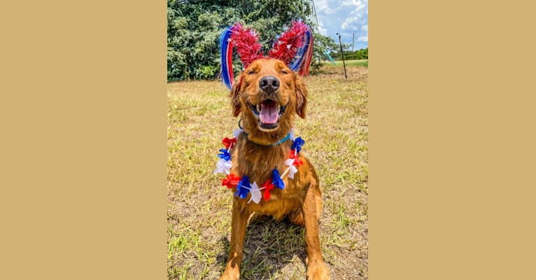 Charlton, a Golden Retriever tested with EmbarkVet.com