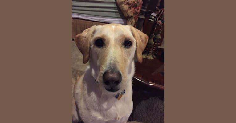 Buddy, a Golden Retriever and Labrador Retriever mix tested with EmbarkVet.com