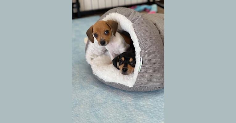 Sully, a Beagle and Chihuahua mix tested with EmbarkVet.com