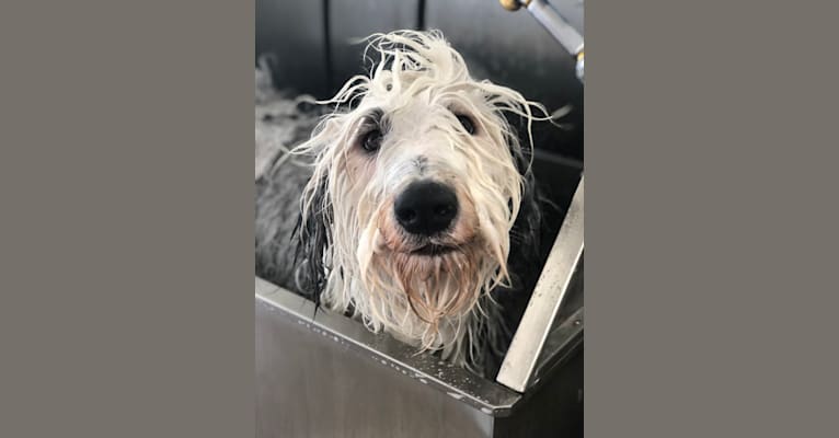Tequila, an Old English Sheepdog tested with EmbarkVet.com