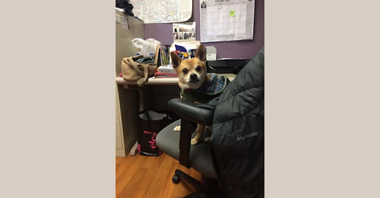 Photo of Frankie, a Chihuahua, Miniature Pinscher, and Pomeranian mix in County Dog Warden, County Home Road, Lisbon, Columbiana, OH, USA