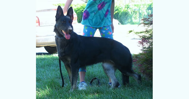 Kate, a German Shepherd Dog tested with EmbarkVet.com