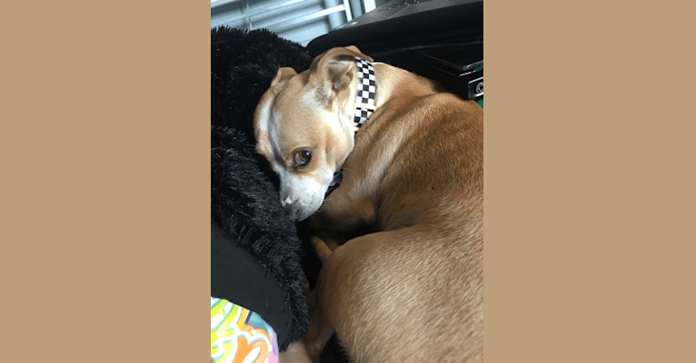 Photo of Toby, a Chihuahua, Boston Terrier, and Mixed mix in Fort Worth, Texas, USA
