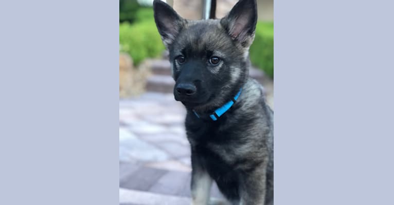 Tucker, a Norwegian Elkhound tested with EmbarkVet.com