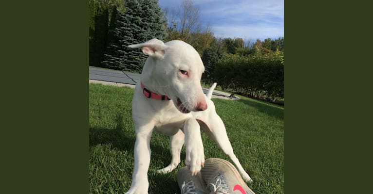 Shakira, an American Village Dog tested with EmbarkVet.com