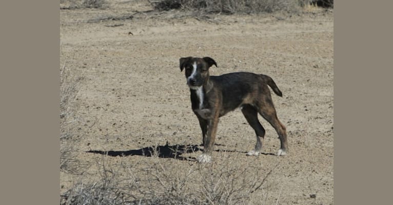 Photo of Gee, a Border Collie, Whippet, Border Terrier, Staffordshire Bull Terrier, and Russell-type Terrier mix in Pahrump, NV, USA