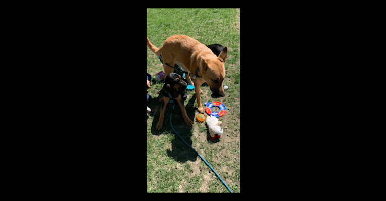 Photo of Scooby, a German Shepherd Dog, American Pit Bull Terrier, Labrador Retriever, and Mixed mix in Texas, USA