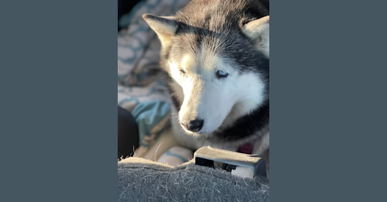 Nadia Rose, a Siberian Husky tested with EmbarkVet.com