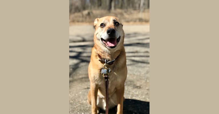 Manchego, an Australian Cattle Dog and Boxer mix tested with EmbarkVet.com