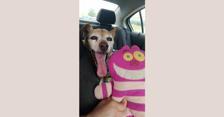 Cricket, a Miniature Pinscher and Beagle mix tested with EmbarkVet.com