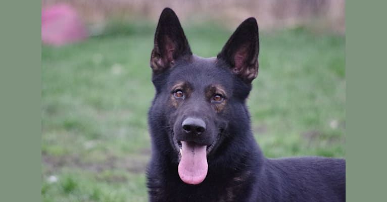 Norman, a German Shepherd Dog tested with EmbarkVet.com