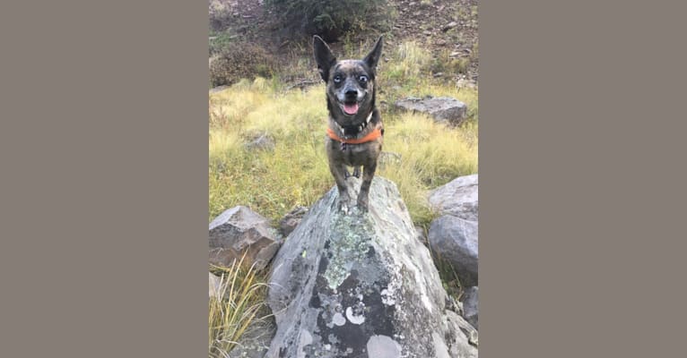 Photo of Ochi, a Chihuahua and Pomeranian mix in Arizona, USA