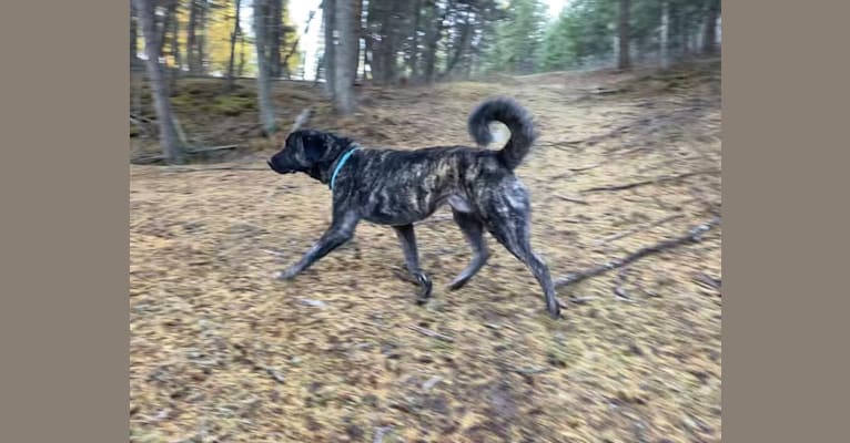 Ares, an Anatolian Shepherd Dog tested with EmbarkVet.com