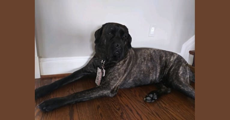 Izzy, a Mastiff tested with EmbarkVet.com