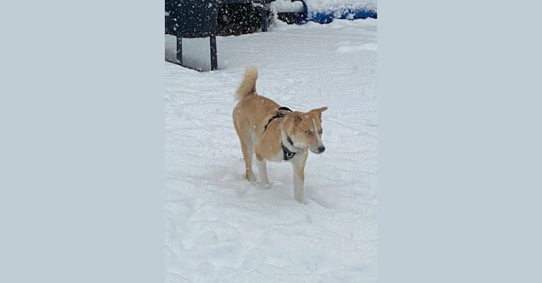 Kayce, a Siberian Husky and Alaskan-type Husky mix tested with EmbarkVet.com