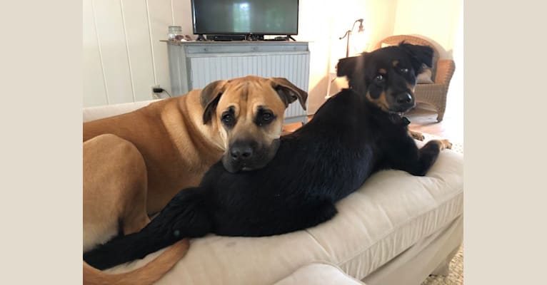 Baloo, a Cane Corso and Labrador Retriever mix tested with EmbarkVet.com