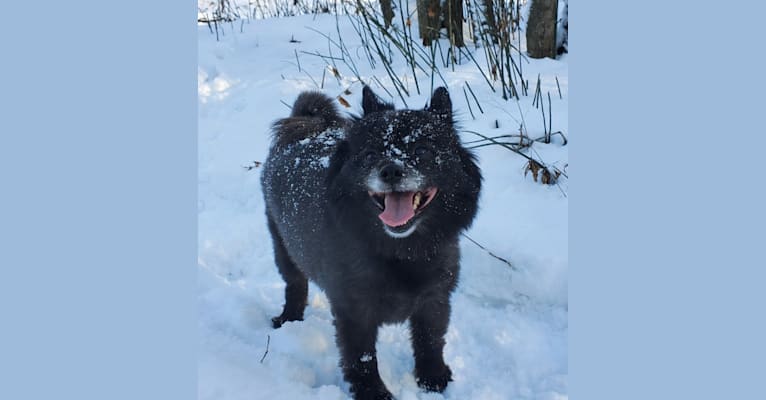 AJ Kaste, a Pomeranian and Pembroke Welsh Corgi mix tested with EmbarkVet.com