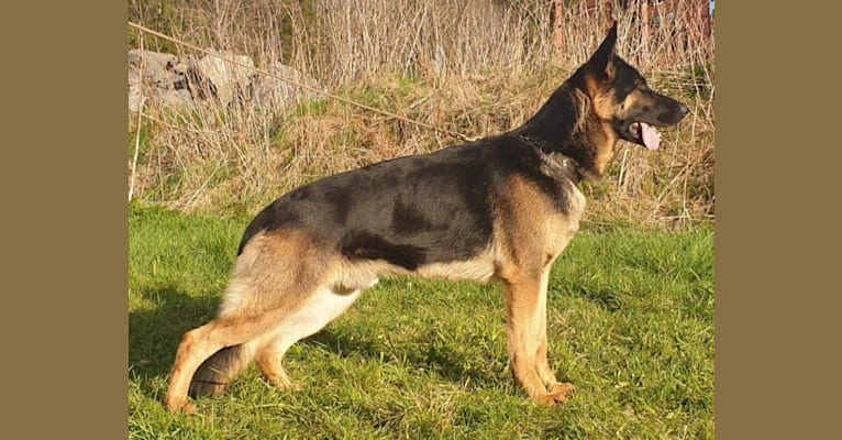 Azlaan, a German Shepherd Dog tested with EmbarkVet.com