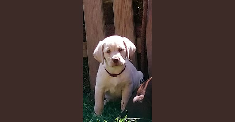 Chula, a Labrador Retriever tested with EmbarkVet.com
