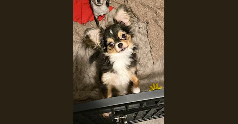 Oz, a Chihuahua tested with EmbarkVet.com