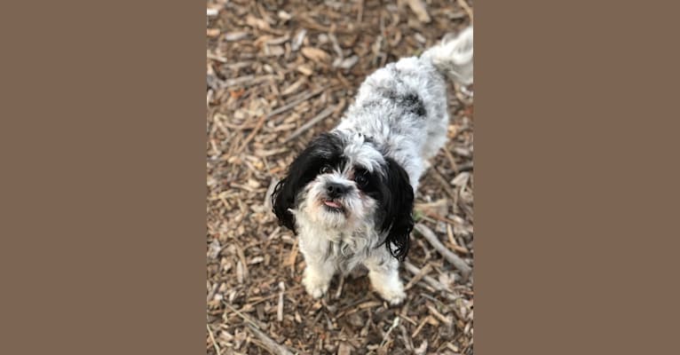 Daizy, a Chihuahua and Cocker Spaniel mix tested with EmbarkVet.com