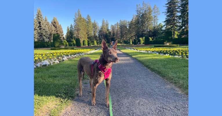 Nora, an Australian Kelpie tested with EmbarkVet.com