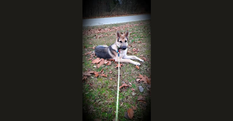 Photo of Zylo, a   in Crab Orchard, KY, USA