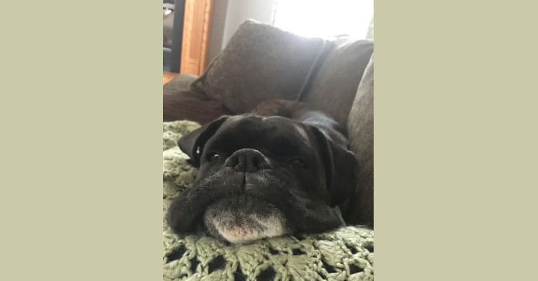 Murray, a Boxer tested with EmbarkVet.com