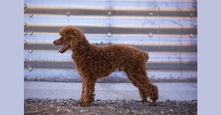 Harvey of Canyon Creek Puppies, a Poodle (Small) tested with EmbarkVet.com