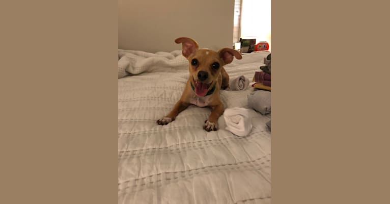 Ben, a Chihuahua tested with EmbarkVet.com