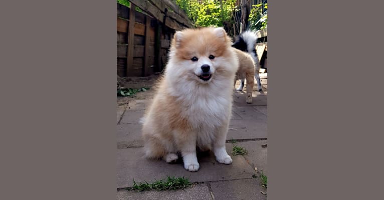 Pomsky Bandits' Saya, a Pomeranian and Siberian Husky mix tested with EmbarkVet.com