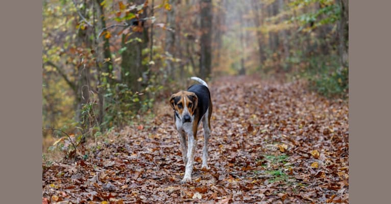 Dega, a Treeing Walker Coonhound tested with EmbarkVet.com