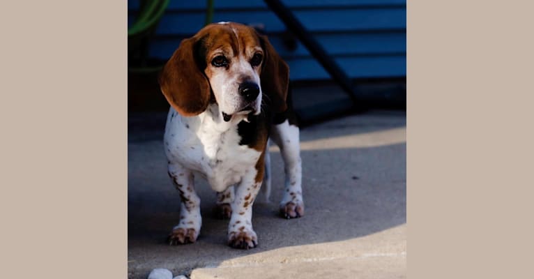Toby, a Beagle tested with EmbarkVet.com