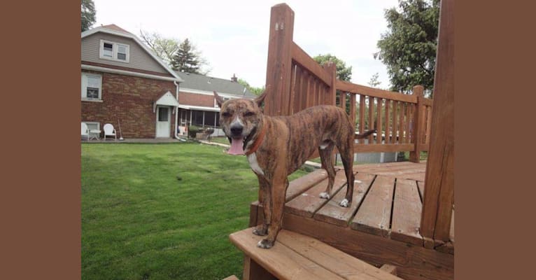Photo of Butkus, a Basenji and American Pit Bull Terrier mix in Kentucky, USA