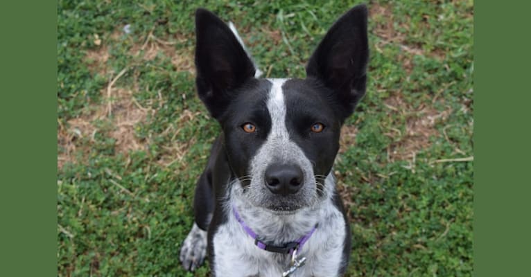 Annie, an Australian Cattle Dog and American Pit Bull Terrier mix tested with EmbarkVet.com