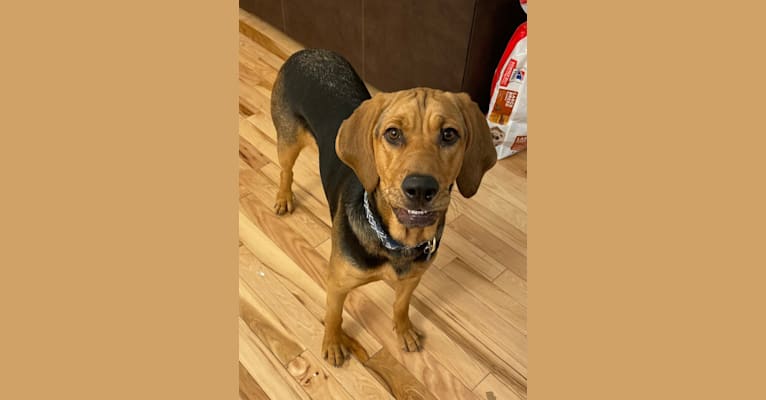 Marley, a Bloodhound and Treeing Walker Coonhound mix tested with EmbarkVet.com