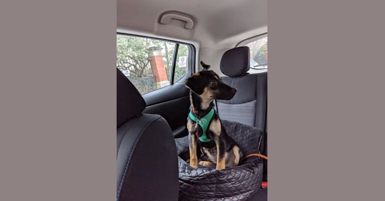 Photo of Clara, a Beagle, Australian Cattle Dog, American Pit Bull Terrier, Chow Chow, Golden Retriever, and Mixed mix in Texas, USA