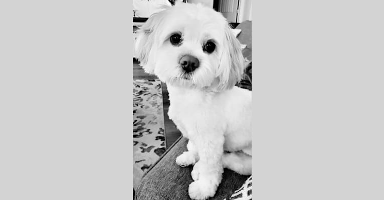 Moxie Fluff-Nugget, a Maltese and Lhasa Apso mix tested with EmbarkVet.com